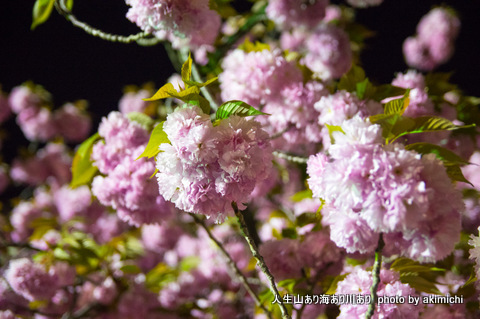 桜花絢爛～造幣局通り抜け