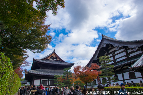 紅葉巡り納め ～ 京都 東福寺・西本願寺