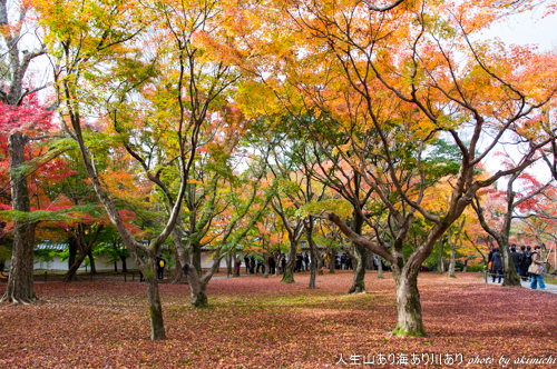 紅葉巡り納め ～ 京都 東福寺・西本願寺