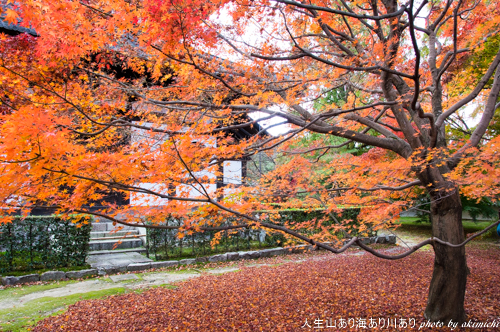 紅葉巡り納め ～ 京都 東福寺・西本願寺