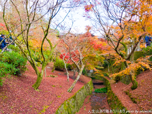 紅葉巡り納め ～ 京都 東福寺・西本願寺