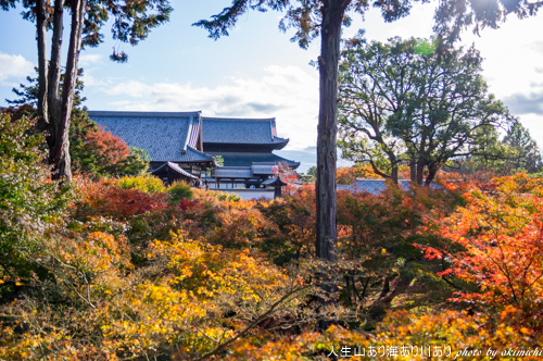 紅葉巡り納め ～ 京都 東福寺・西本願寺