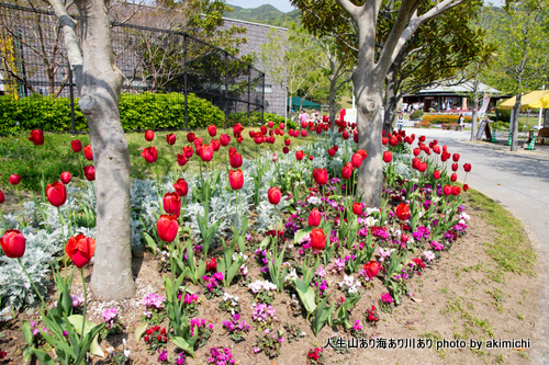 花の島 あわじ島 花へんろ～国営明石海峡公園