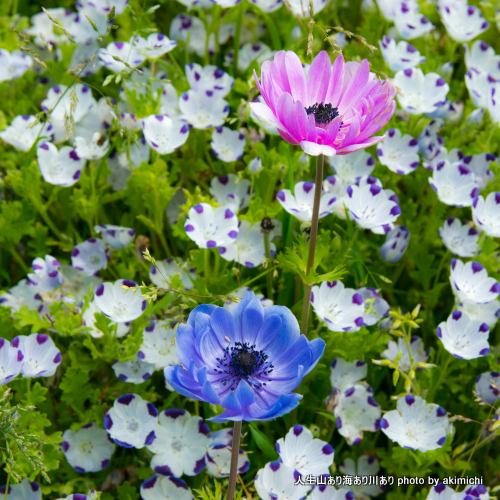 花の島 あわじ島 花へんろ～国営明石海峡公園