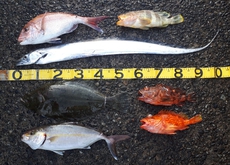 遠征オフショア釣行1　年初一発目は初場所チャレンジ 2021/01/06 22:00:00