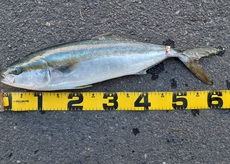 伊勢湾オフショア釣行4 うまく行かんね。 2021/11/03 23:00:00