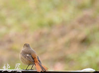 おジョウちゃん