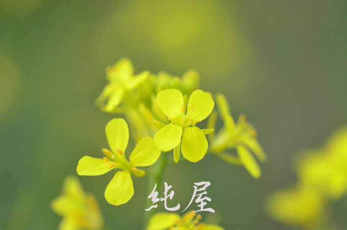 菜の花
