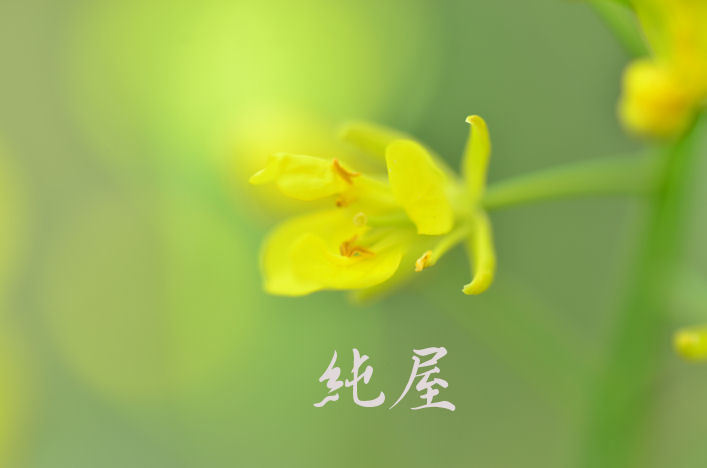菜の花