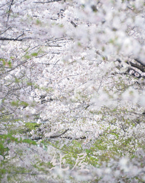 桜桜桜