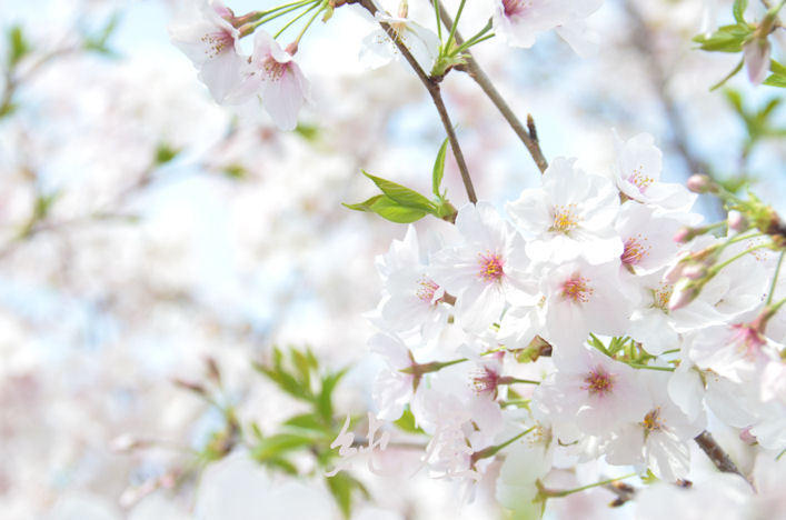 桜桜桜