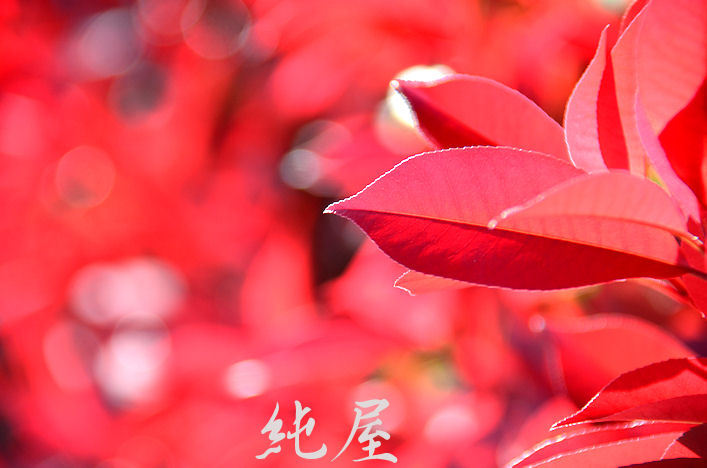 春の紅葉
