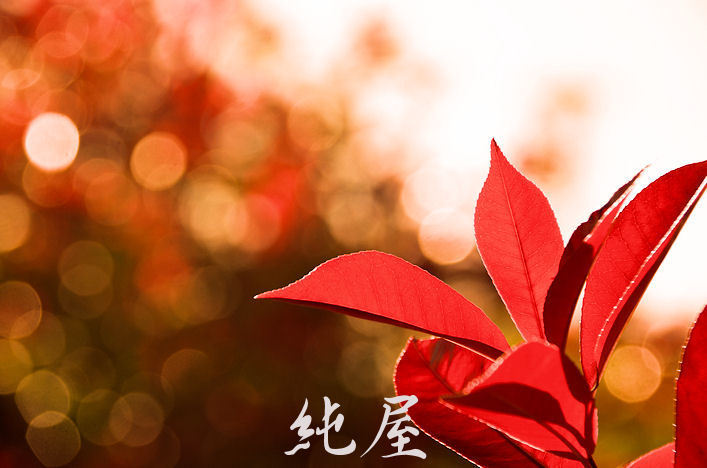 春の紅葉