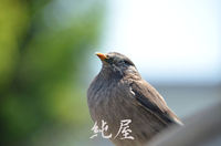 眠る鳥