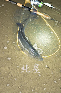 睦月の鱸釣り