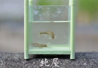 タモロコ