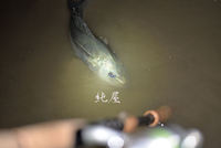 光るルアーで
