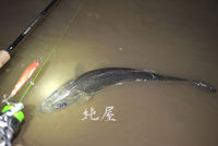 釣れて不思議なし