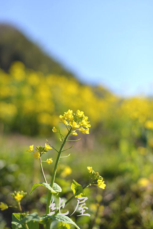 菜の花
