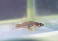 特定外来生物
