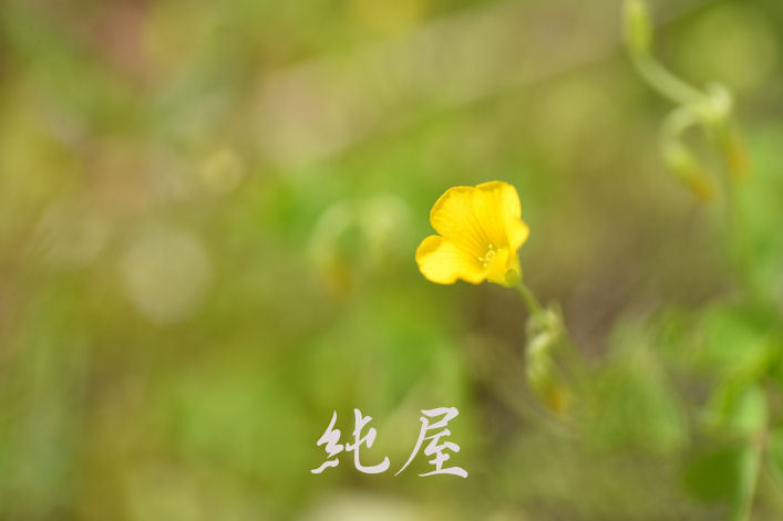 シロツメクサと春の花