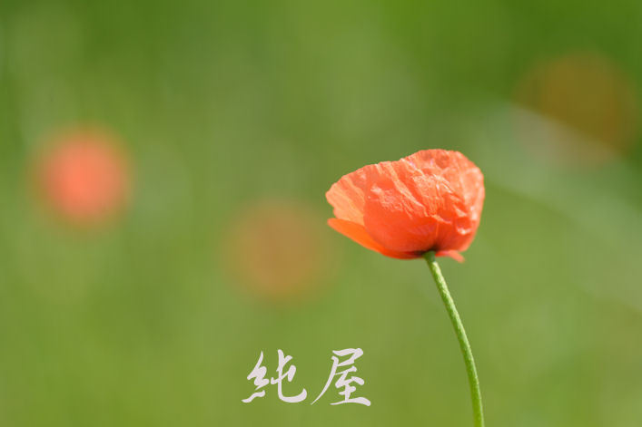 シロツメクサと春の花