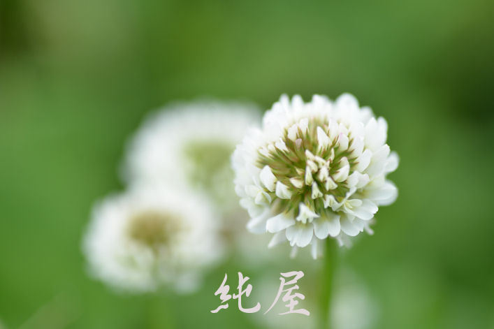 シロツメクサと春の花