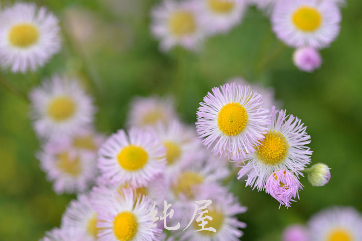 シロツメクサと春の花