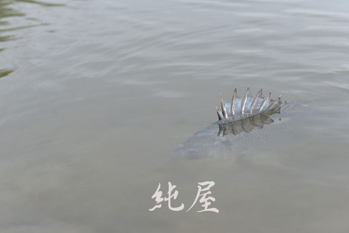 派手・小