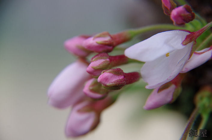 桜開花