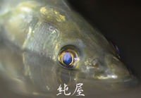 寒中鱸釣り