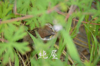 雀の巣立ち雛