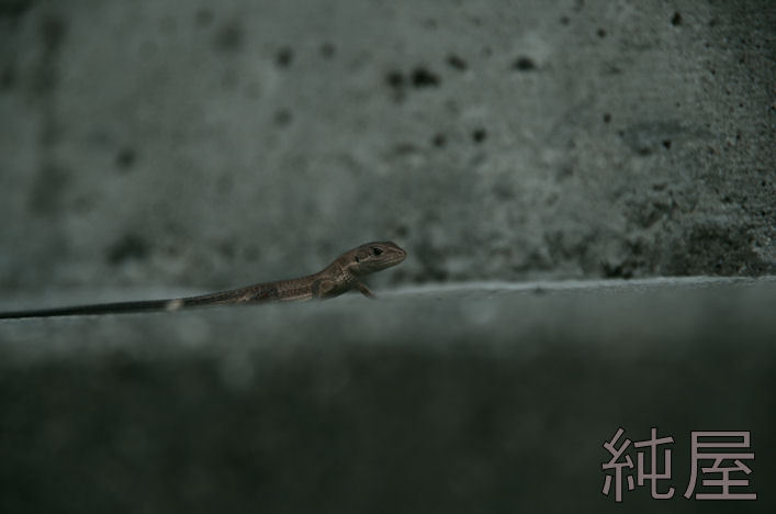 カナヘビの子供