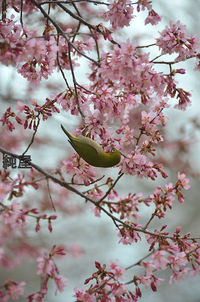 早咲き桜とメジロ