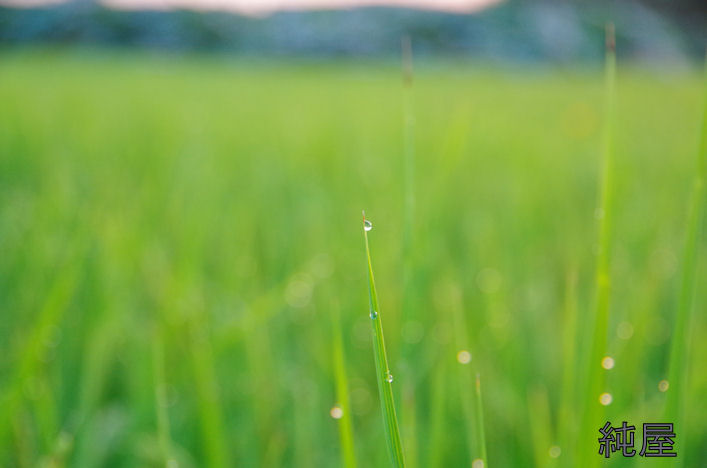 朝露