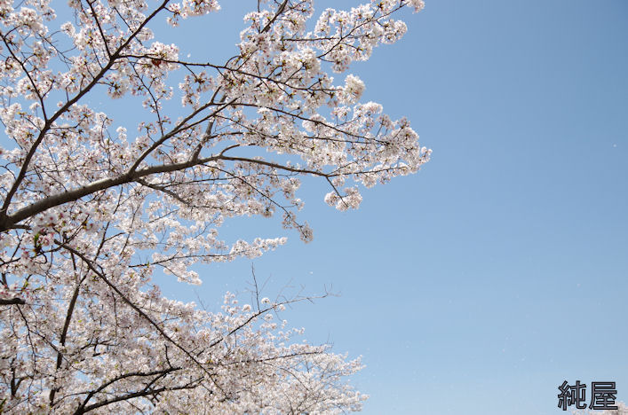 桜の日