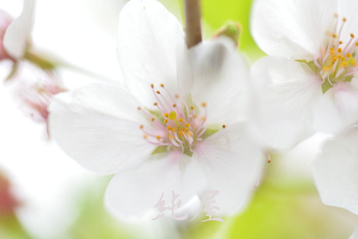 明るめのレンズで桜
