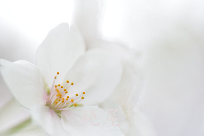 明るめのレンズで桜