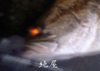 アカメ