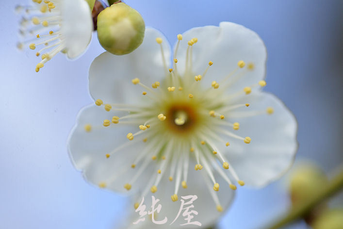 White plum