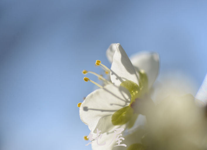 White plum