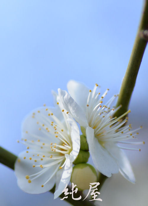 White plum