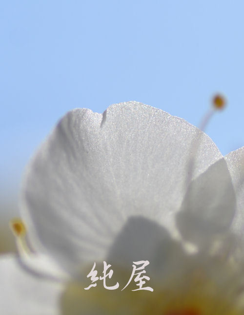 White plum