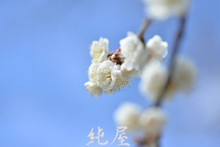 White plum