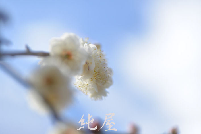 White plum
