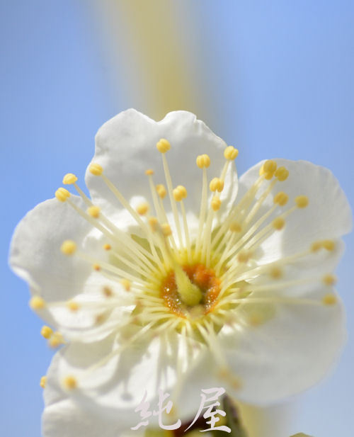 White plum