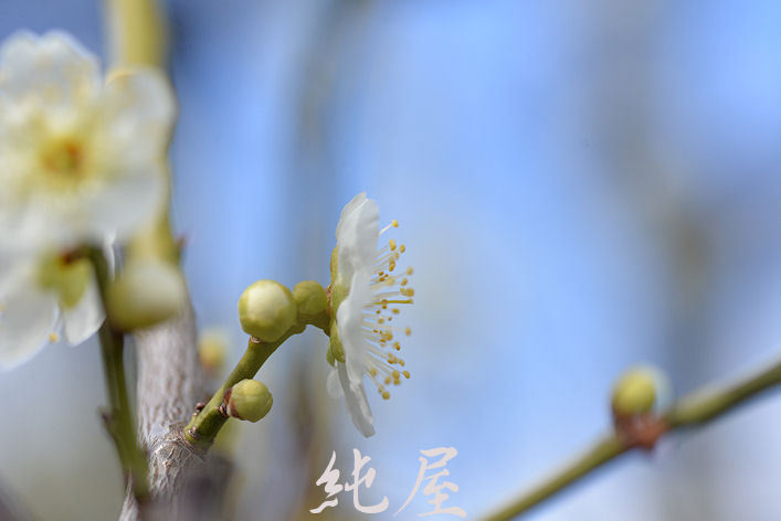 White plum