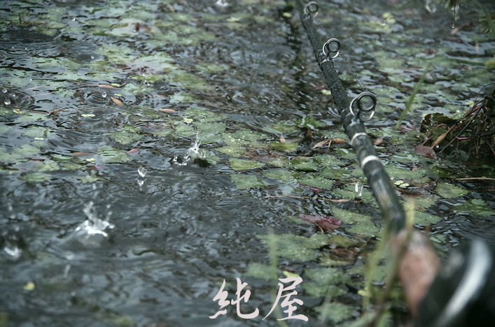 雨天の雷魚釣り