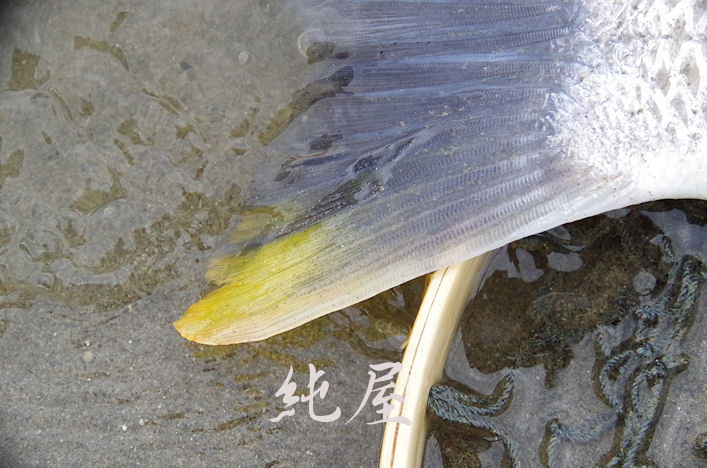 地方名キビレ