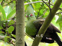 台北動物園　鳥類世界1